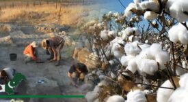 Archaeologists Discover Pakistan’s 7,200-Year-Old Cotton in Palestine