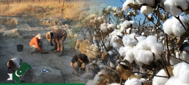 Archaeologists Discover Pakistan’s 7,200-Year-Old Cotton in Palestine