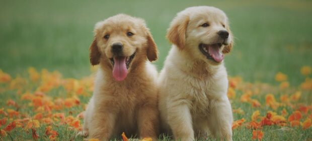 dog breed to look after in Pakistan