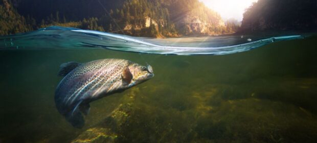 One wild fish is equivalent to a month's worth of drinking tainted water