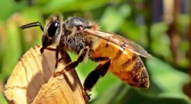 Importance of Honeybees on our planet
