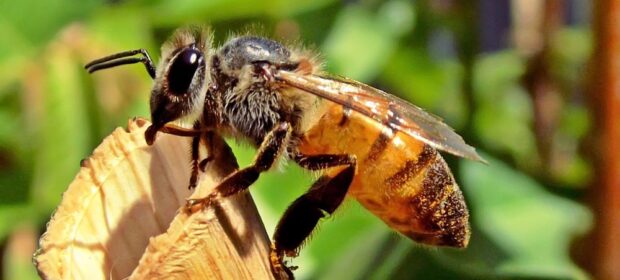 Importance of Honeybees on our planet