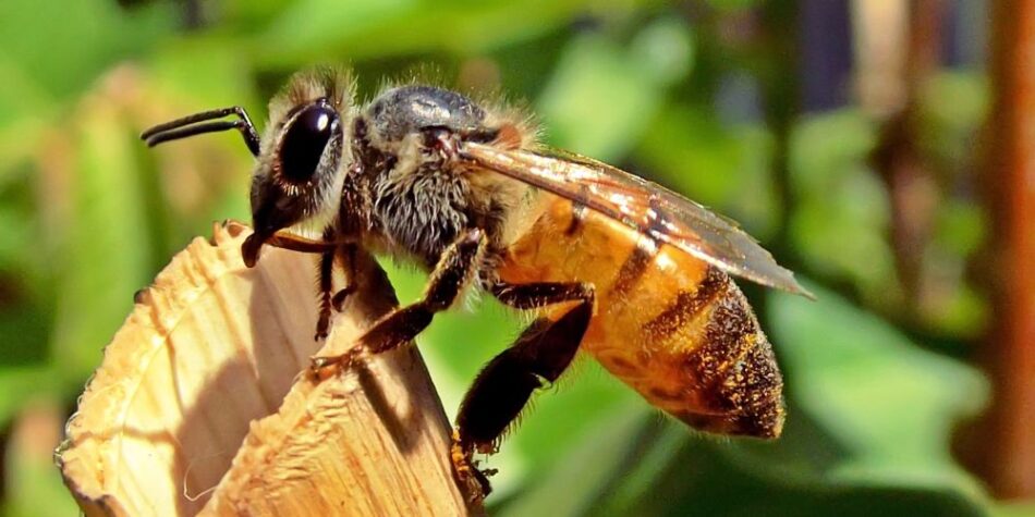 Importance of Honeybees on our planet