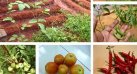 Grow your Kitchen Garden; 7 Different ways