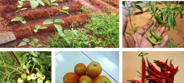 Grow your Kitchen Garden; 7 Different ways