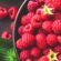 Best 6 Health benefits of raspberries