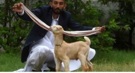 World’s Longest Ear Goat “Pakistani Simba” is no more