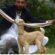 World’s Longest Ear Goat “Pakistani Simba” is no more