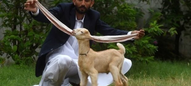 World’s Longest Ear Goat “Pakistani Simba” is no more