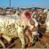 Govt Extends Eid-ul-Adha Holidays