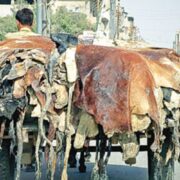 Punjab prohibits non-registered NGOs from collecting animal skins