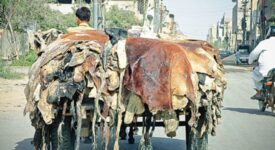 Punjab prohibits non-registered NGOs from collecting animal skins