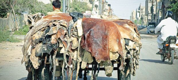 Punjab prohibits non-registered NGOs from collecting animal skins