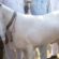 Gujranwala’s Goat Wins the Title of the Most Beautiful Goat in Pakistan
