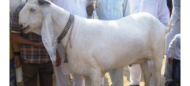 Gujranwala’s Goat Wins the Title of the Most Beautiful Goat in Pakistan