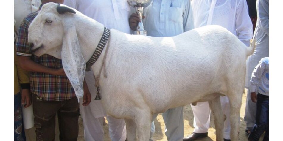 Gujranwala’s Goat Wins the Title of the Most Beautiful Goat in Pakistan