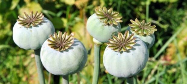 Punjab to Restore Asia’s Largest Opium Factory