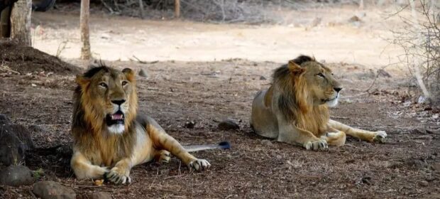 Chief Minister Wants to Upgrade Lahore Zoo and Safari Park