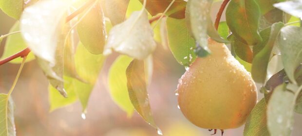 8 Health and Nutritional Benefits of Pears
