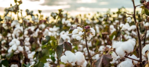 CM Punjab to Announce Special Awards for Cotton Revival Efforts