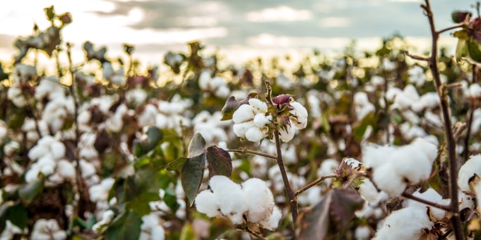 CM Punjab to Announce Special Awards for Cotton Revival Efforts
