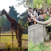 Largest zoo in Pakistan closed for 3 month
