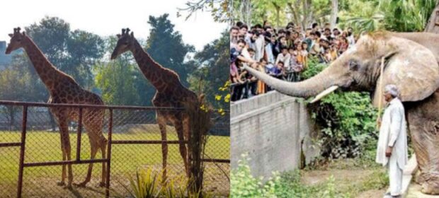 Largest zoo in Pakistan closed for 3 month