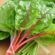 Swiss Chard: Nutrition and Health Benefits