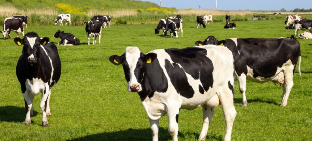 Punjab Govt Bans on Slaughter of Female Animals