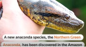 New species of Amazon anaconda, world's largest snake, discovered