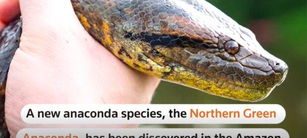 New species of Amazon anaconda, world's largest snake, discovered