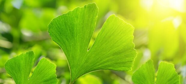 Health benefits of Ginkgo Biloba