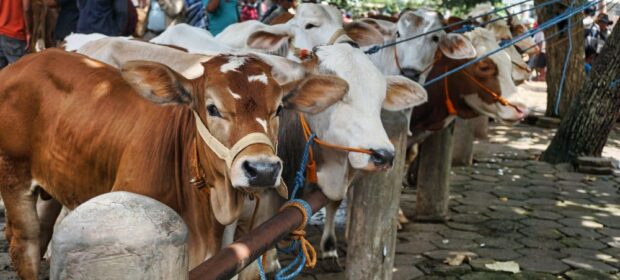 Animal Prices Drop in Karachi’s Cattle Market