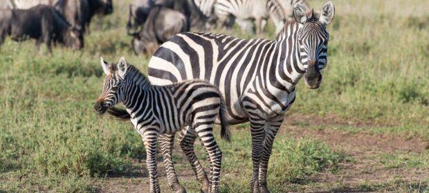 Baby boom at Safari Park